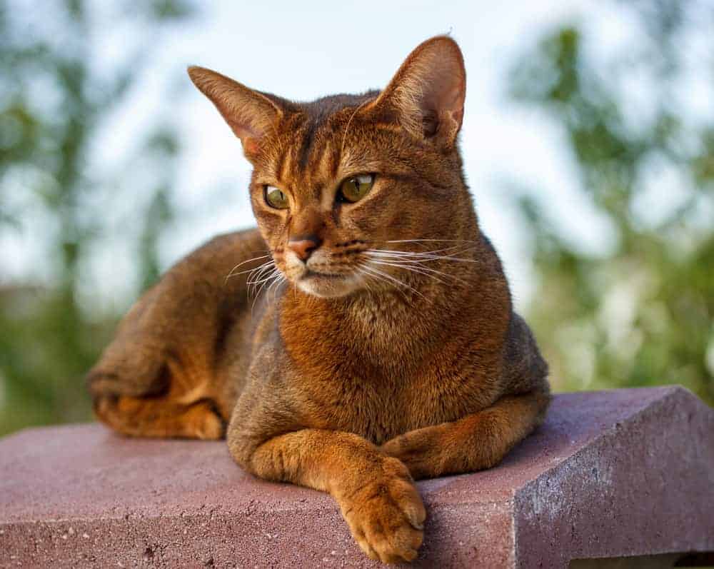 Abyssinians Abysinner katt