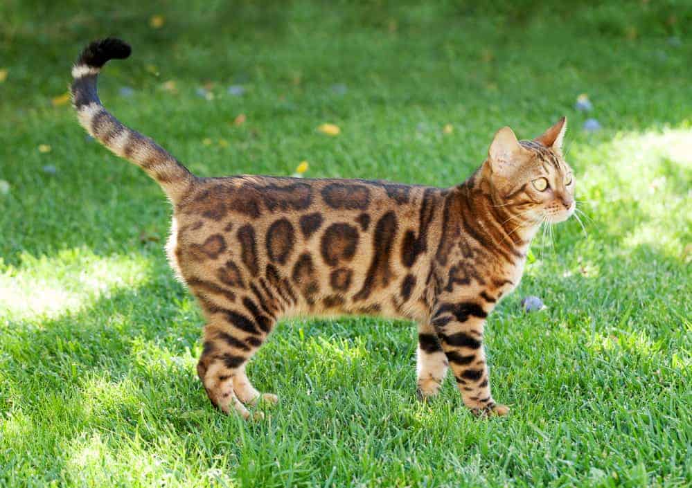 Bengal katt