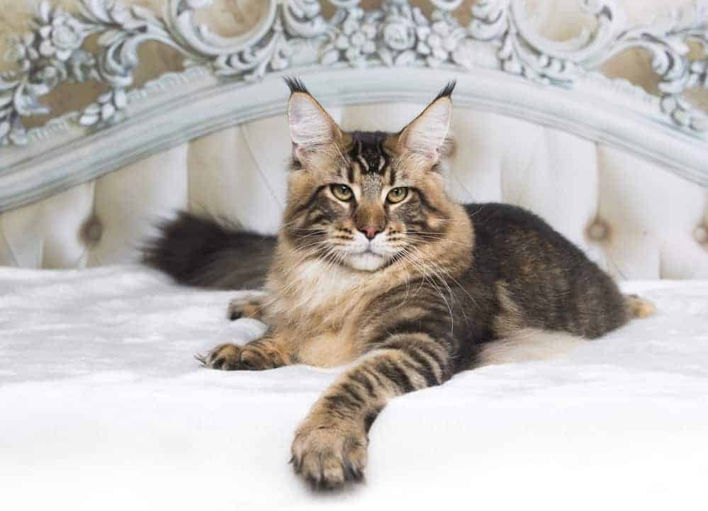 Maine Coon katt