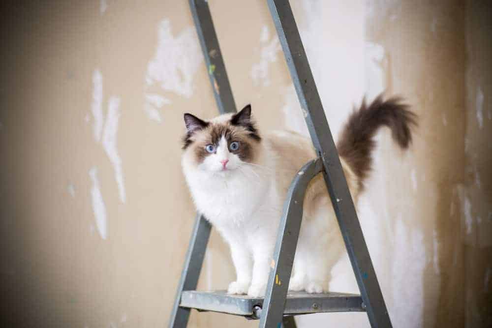 Ragdoll katt