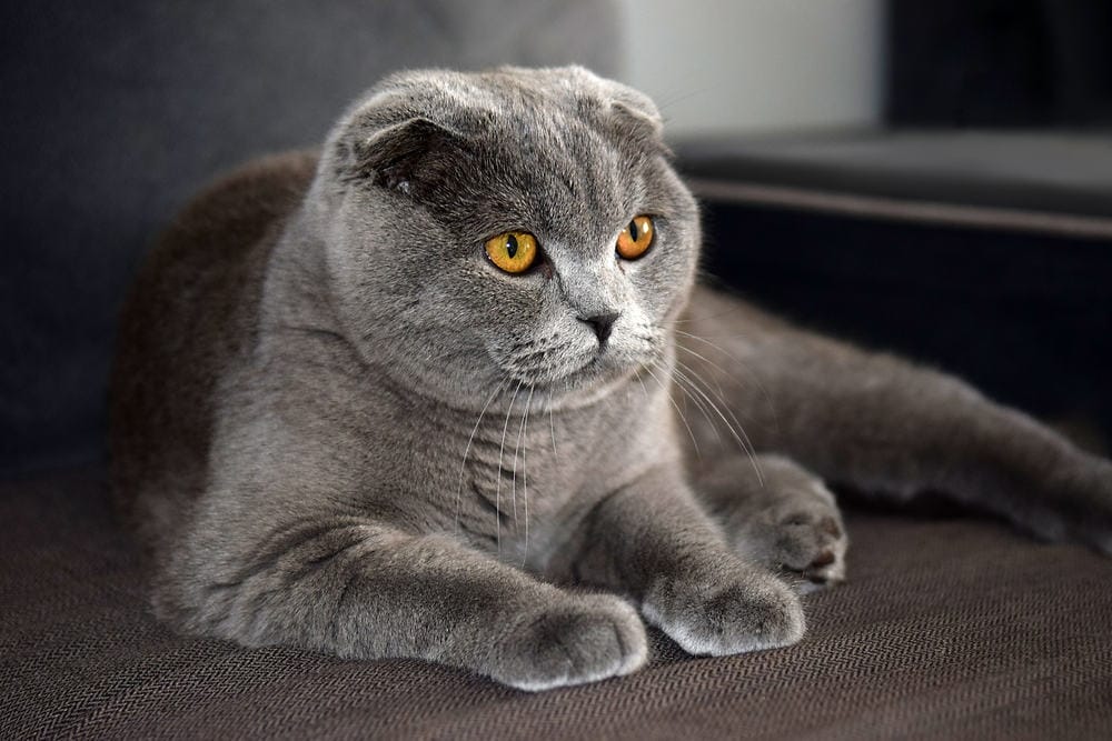 Scottish Fold katt